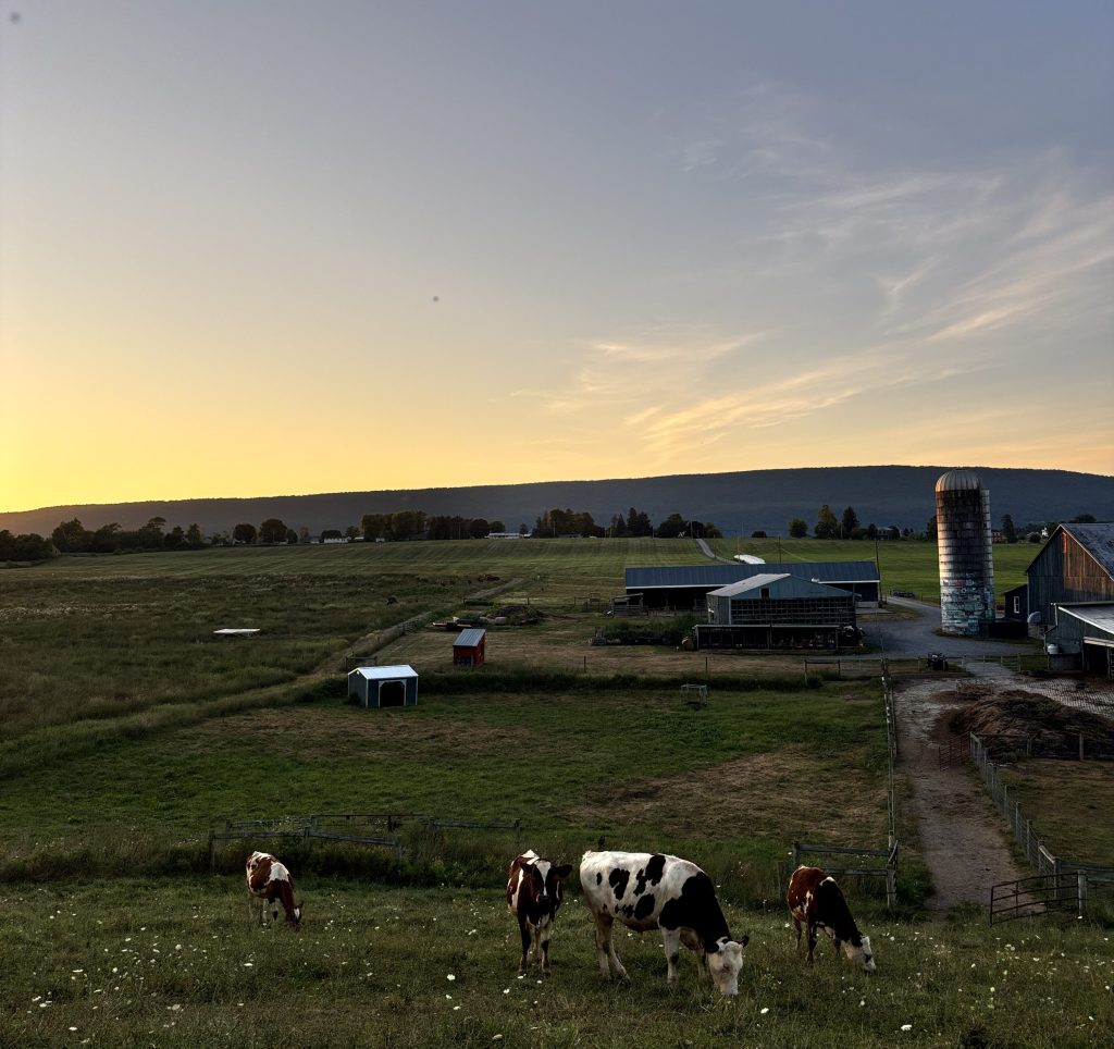 Four large cows grazing on a hill in front of a farm with a blue and yellow sunset in the background